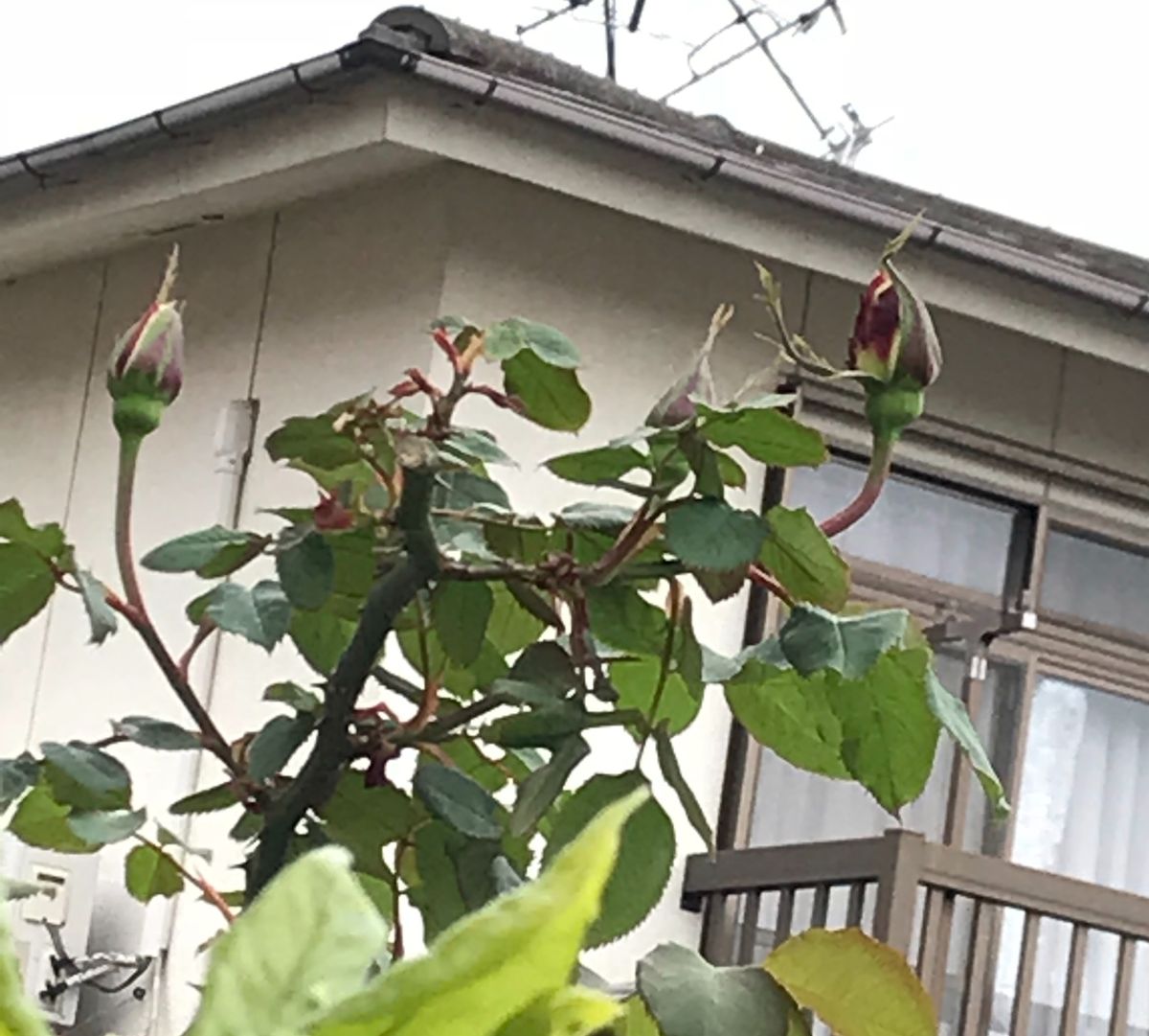 草取り日和です☁️