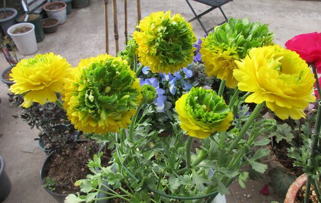 庭の花とキャンドル