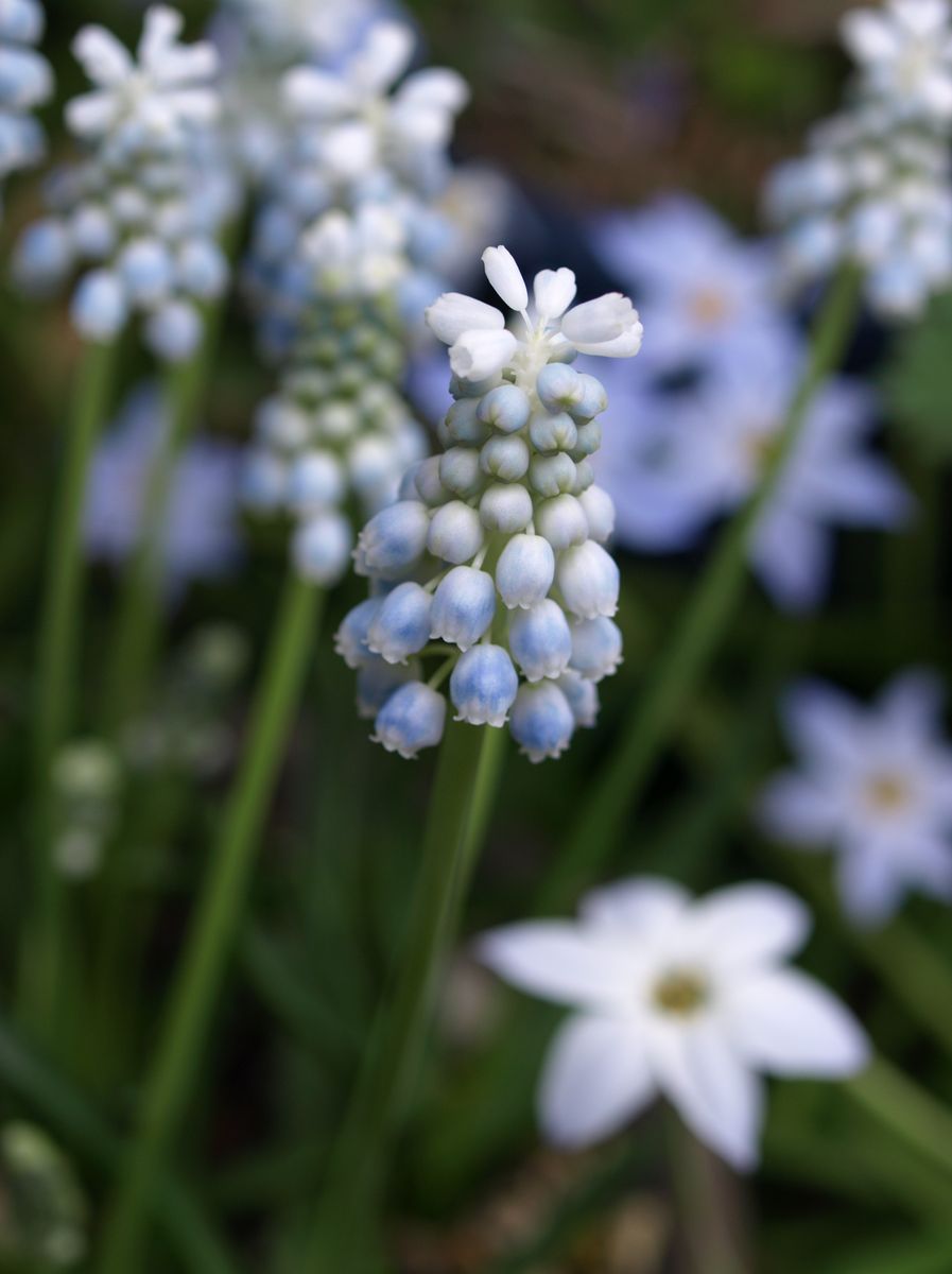 春の花と