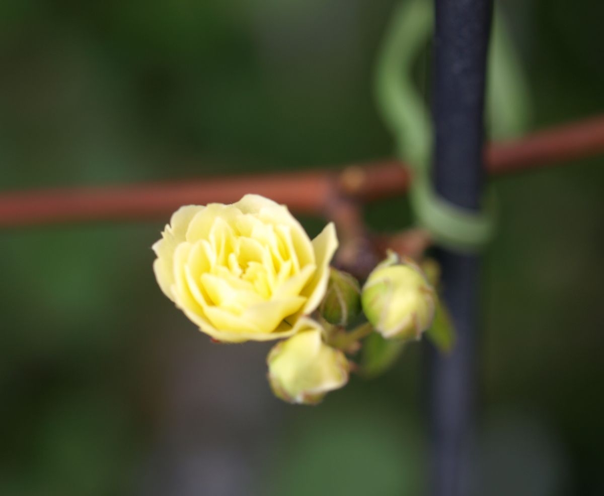 春の花と