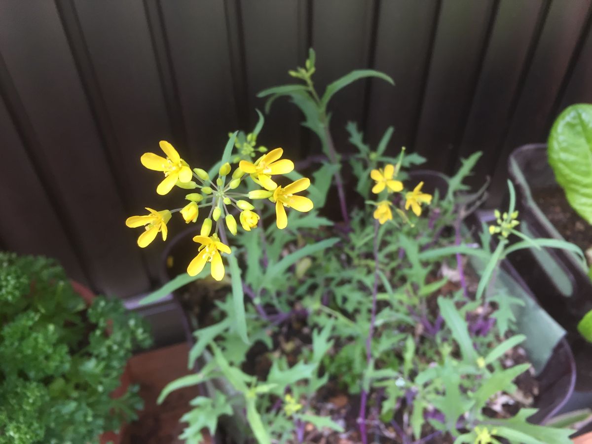 ミズナ、花が咲いちゃいました。