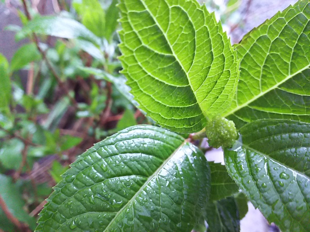 今日も雨