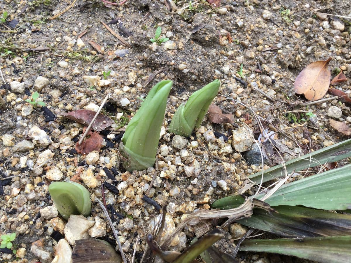 エビネの新芽が(^_^)