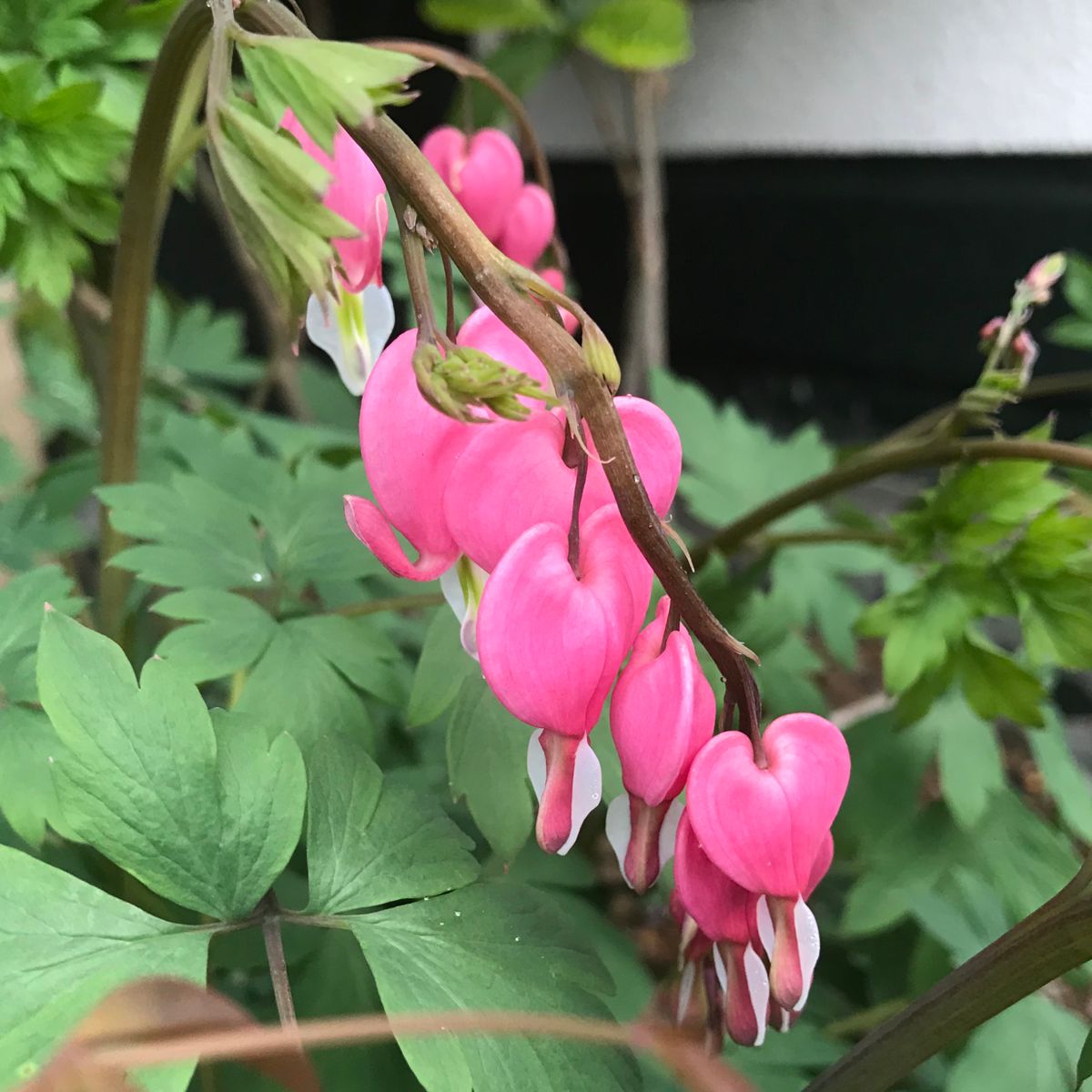 華鬘草…別名・タイツリソウ