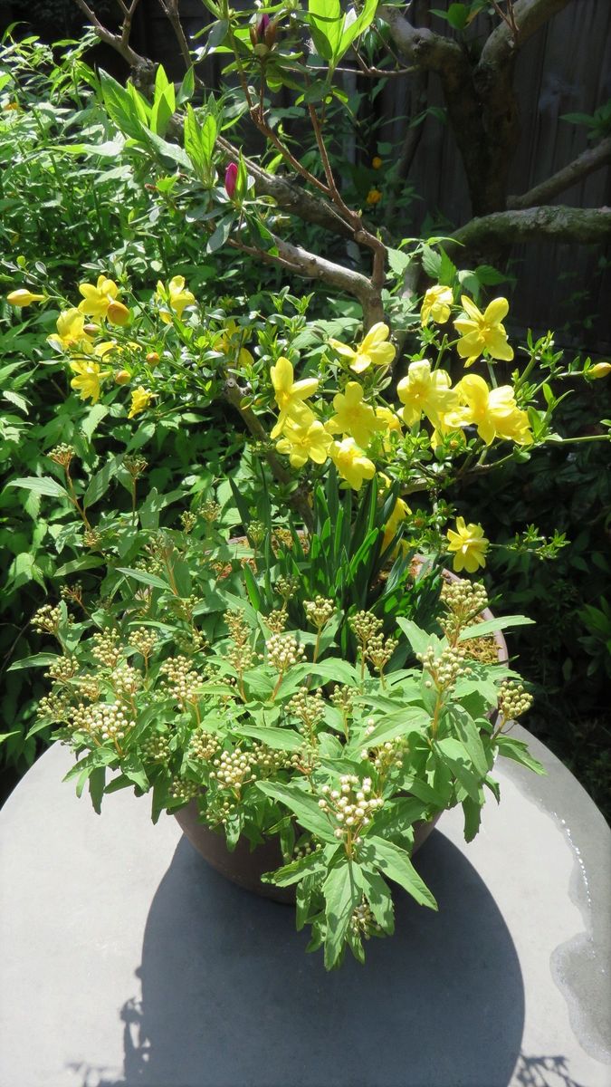 去年の秋に作った寄せ植え雲南黄梅