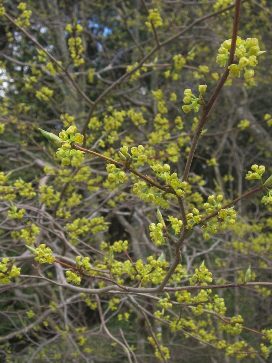 シロモジの花です