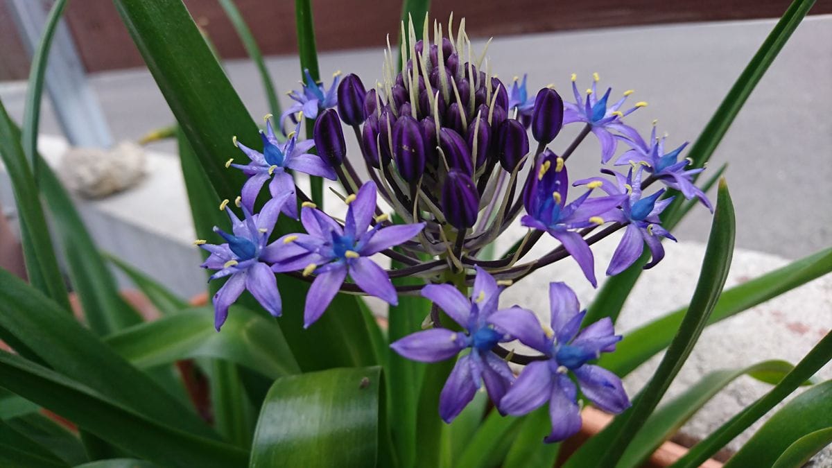 青い星のお花と白いツボ、かわいい葉っぱ