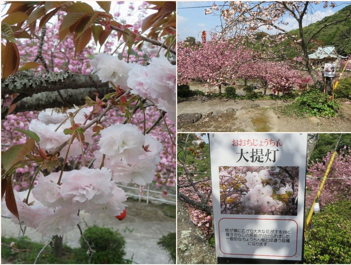 一心寺の春「八重桜」その１