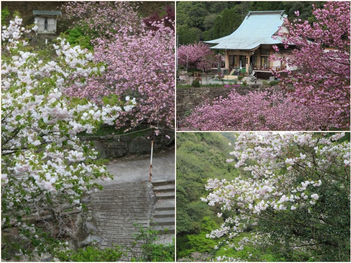 一心寺の春「八重桜」その１