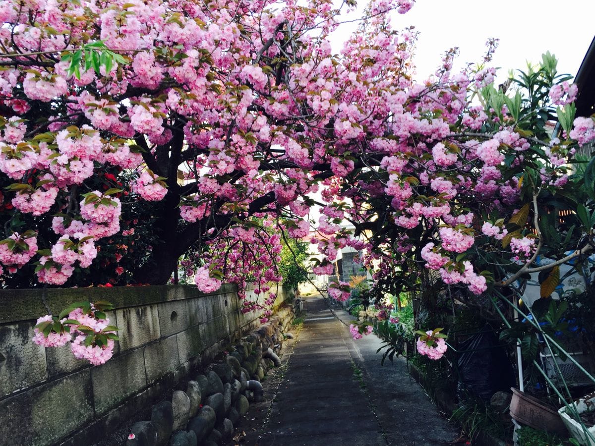 八重桜満開