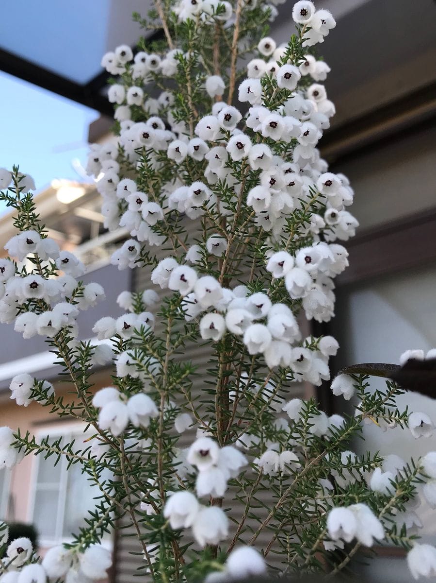 花の様子