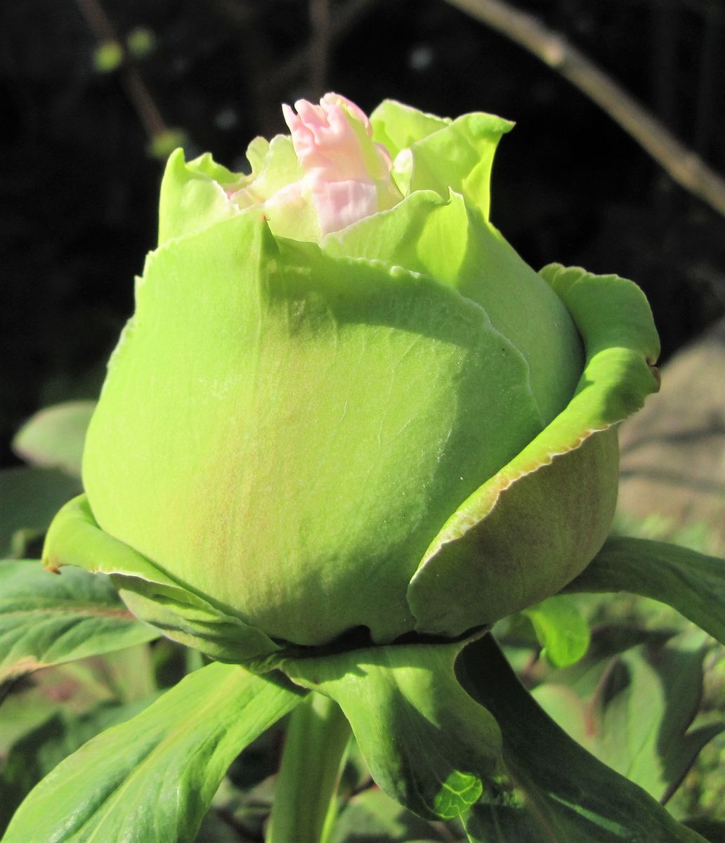 スピロキシネの花が咲く