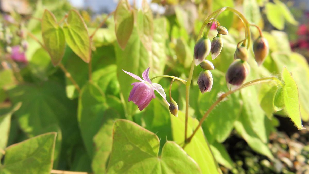 可愛い小花　3種