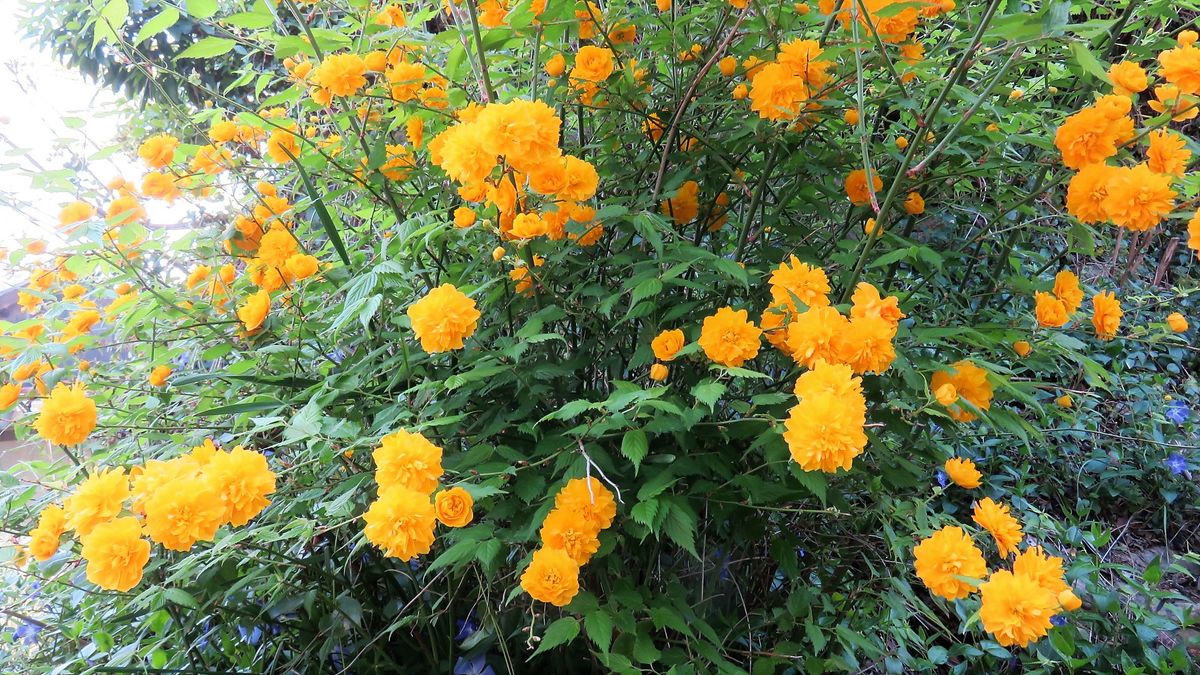 咲き始めた藤と満開の山吹