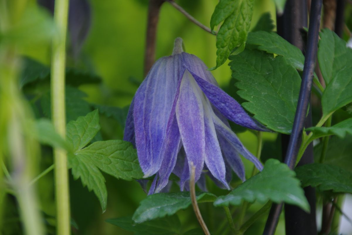 庭の花