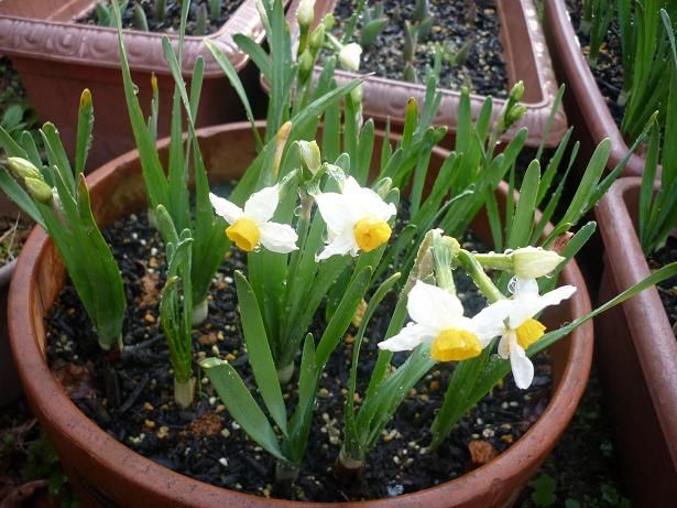 咲いた水仙の花