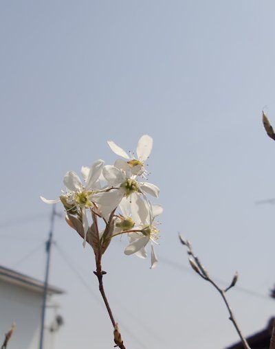 昨日はよいお天気でした