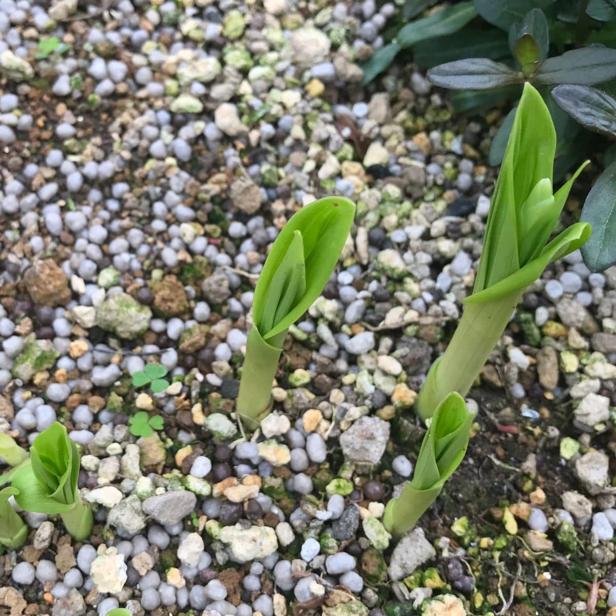 西側・玄関前花壇❣️