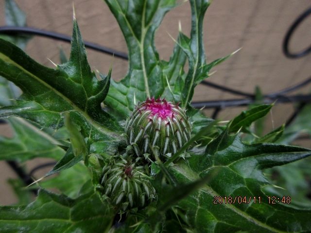 玄関前の植え込み