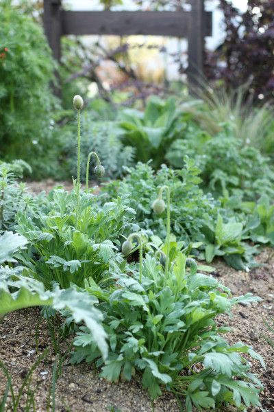 ４月の荒れ地ガーデン