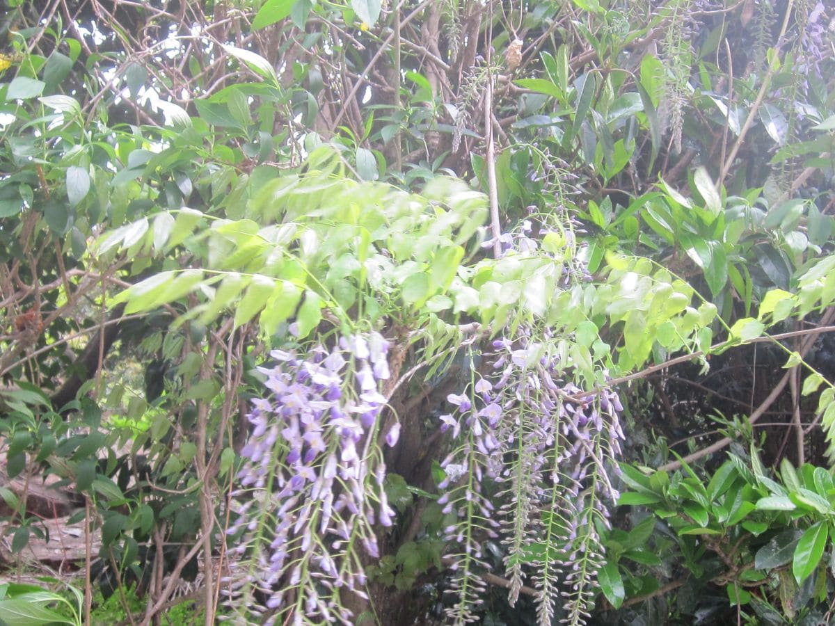 自然に生えたフジの花