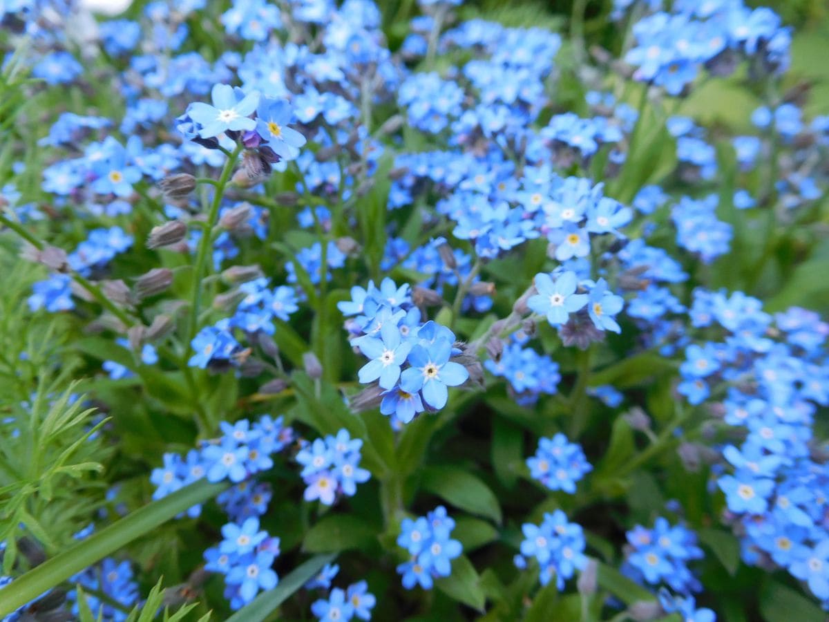 青いお花