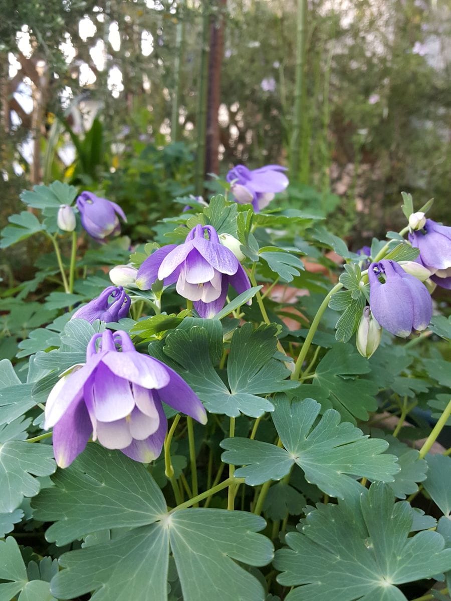 ふくおかルーバルガーデン2～春💠の庭便り緋ネムの花😃