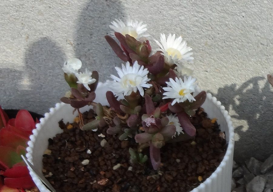 細雪　植替え