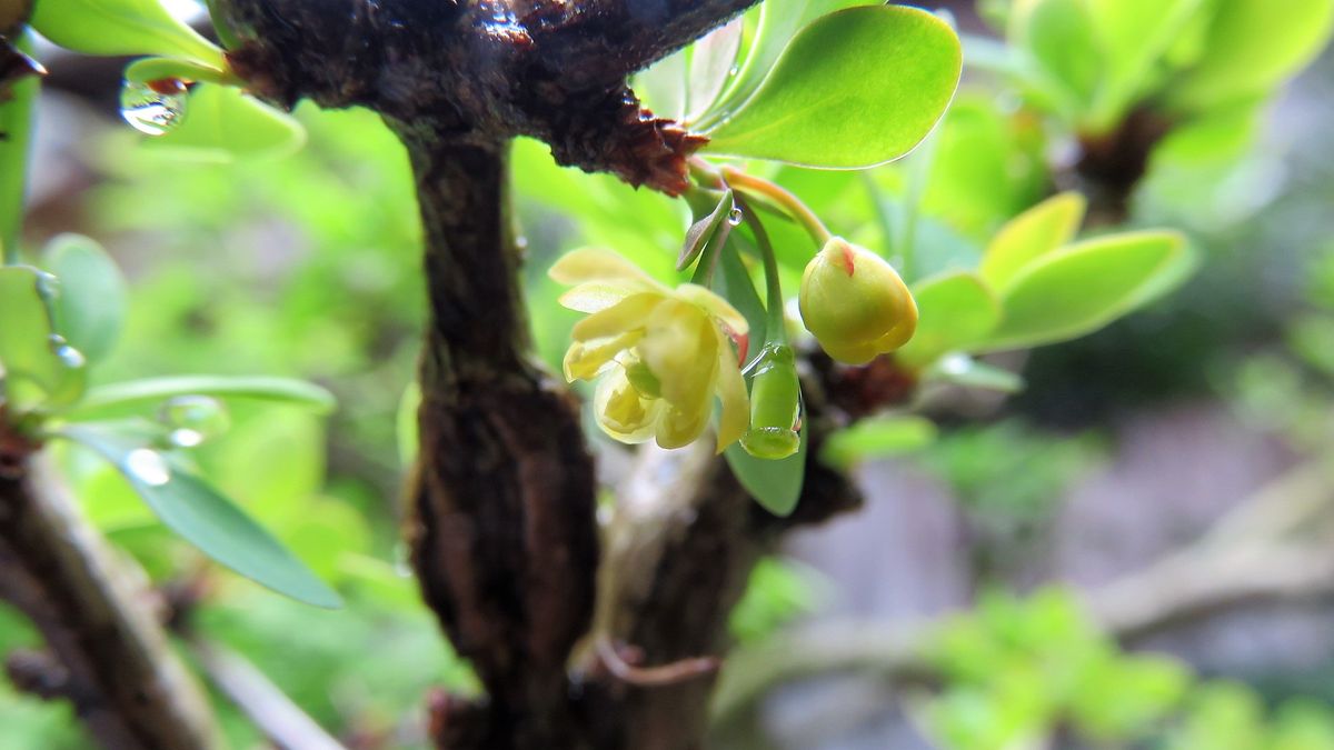 目木の花探し1⃣