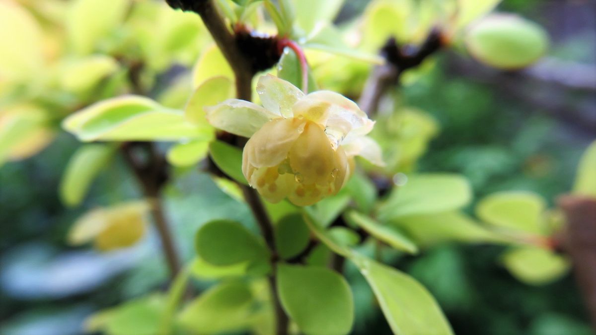 目木の花探し2⃣金目木・オーレア