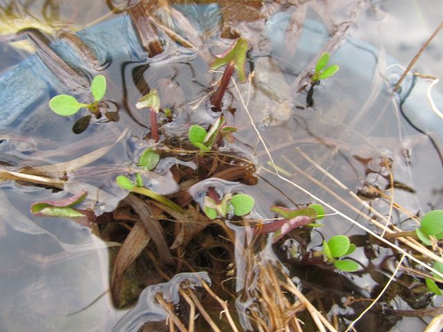 池の中からも芽が、目が