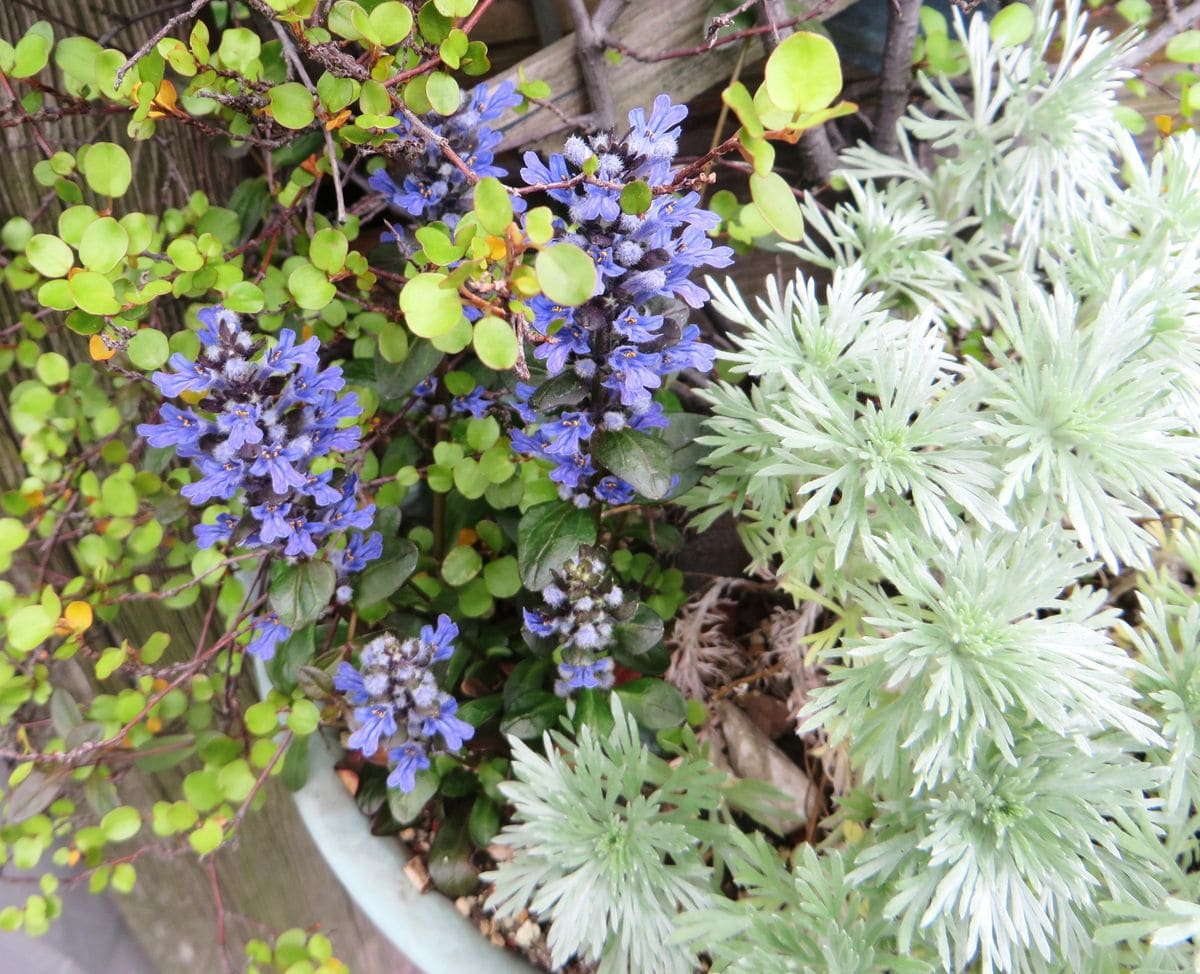 ４月の開花