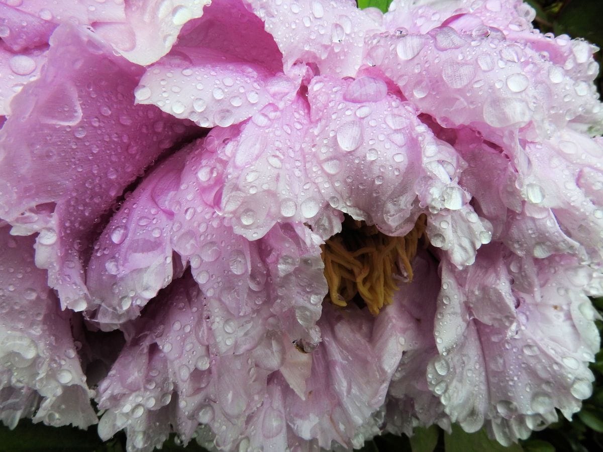 雨に打たれた可愛そうな花