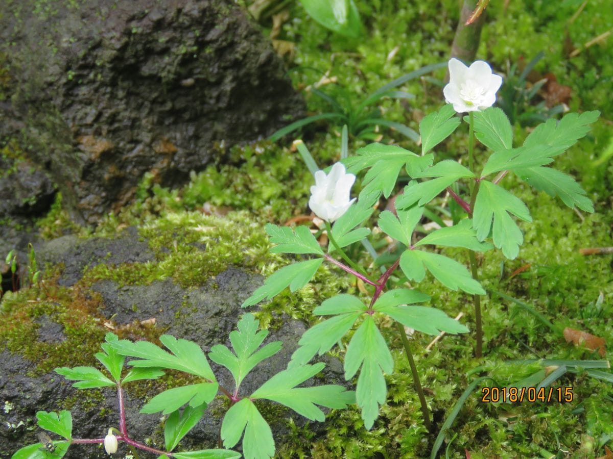 雨上がりの苔庭・可憐な花たち