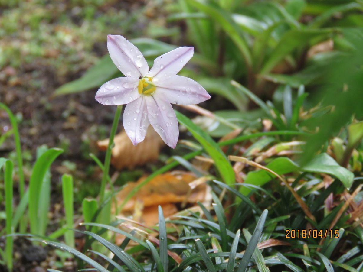 雨上がりの苔庭・可憐な花たち