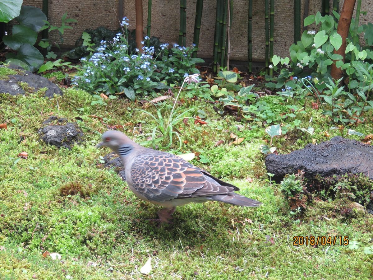 雨上がりの苔庭・可憐な花たち