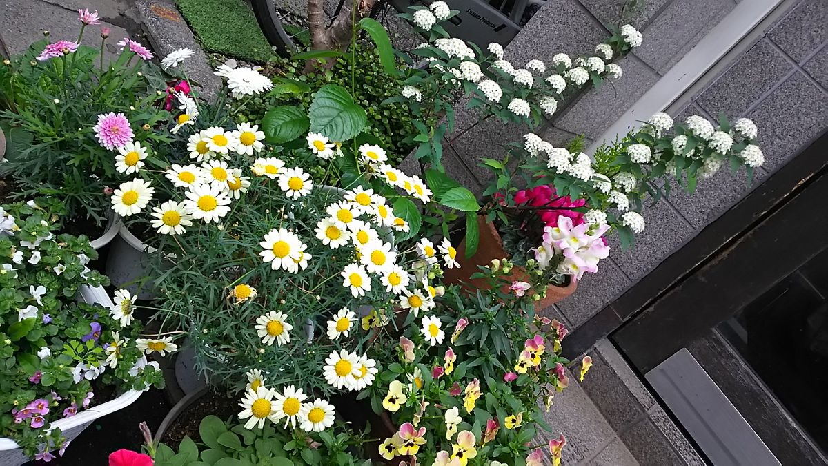 我が家のお花屋さん