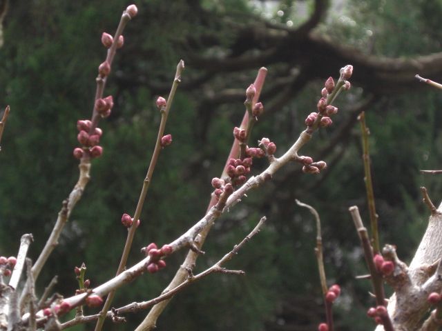 春の準備中