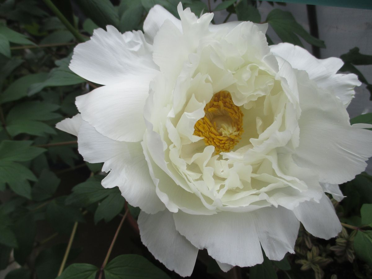 白牡丹が咲きました 園芸日記by四季彩 みんなの趣味の園芸