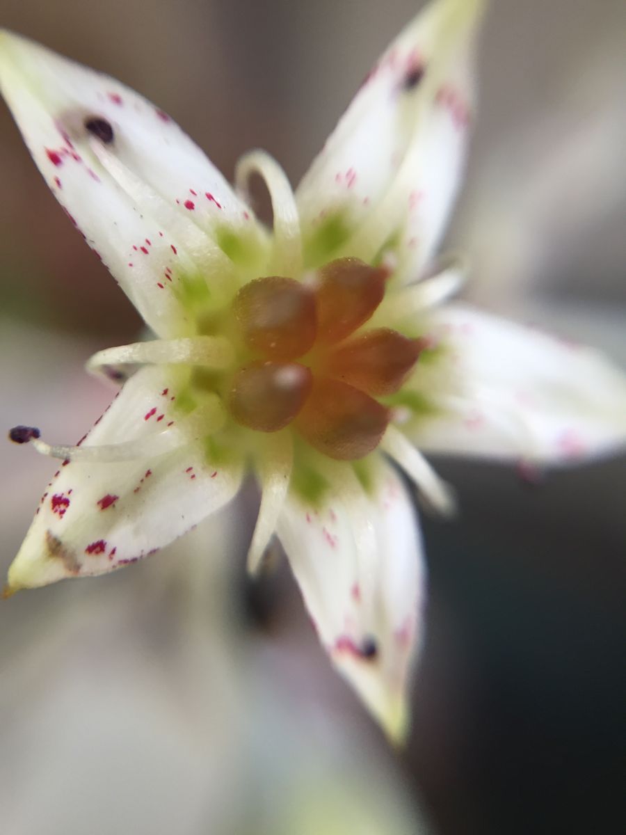 八重桜の花弁絨毯