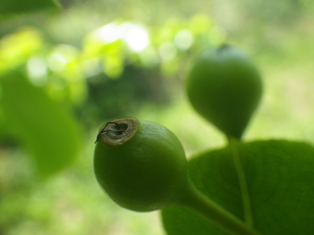 果樹園