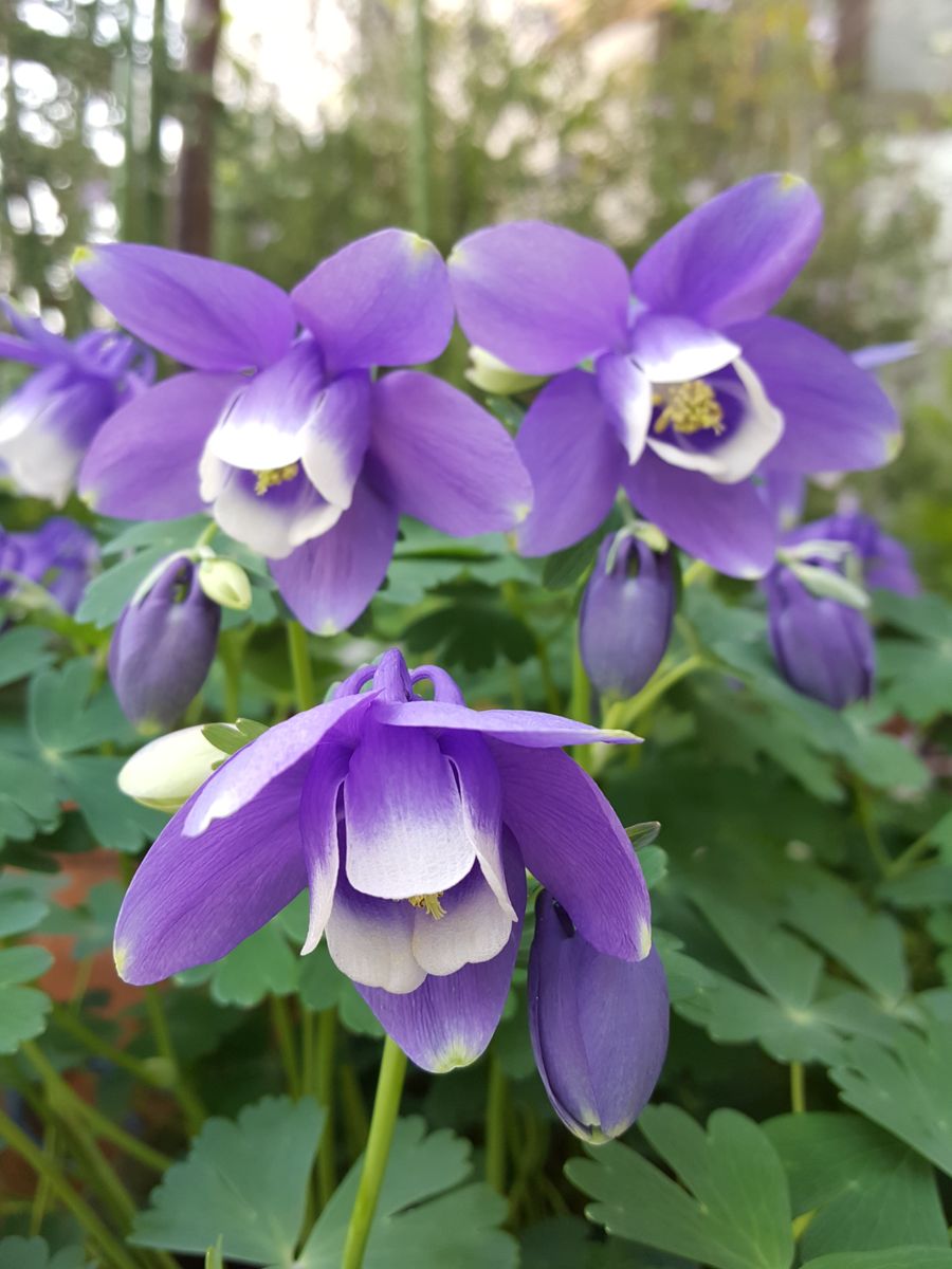 ふくおかルーバルガーデン2～春💠の庭便りオダマキの花顔？