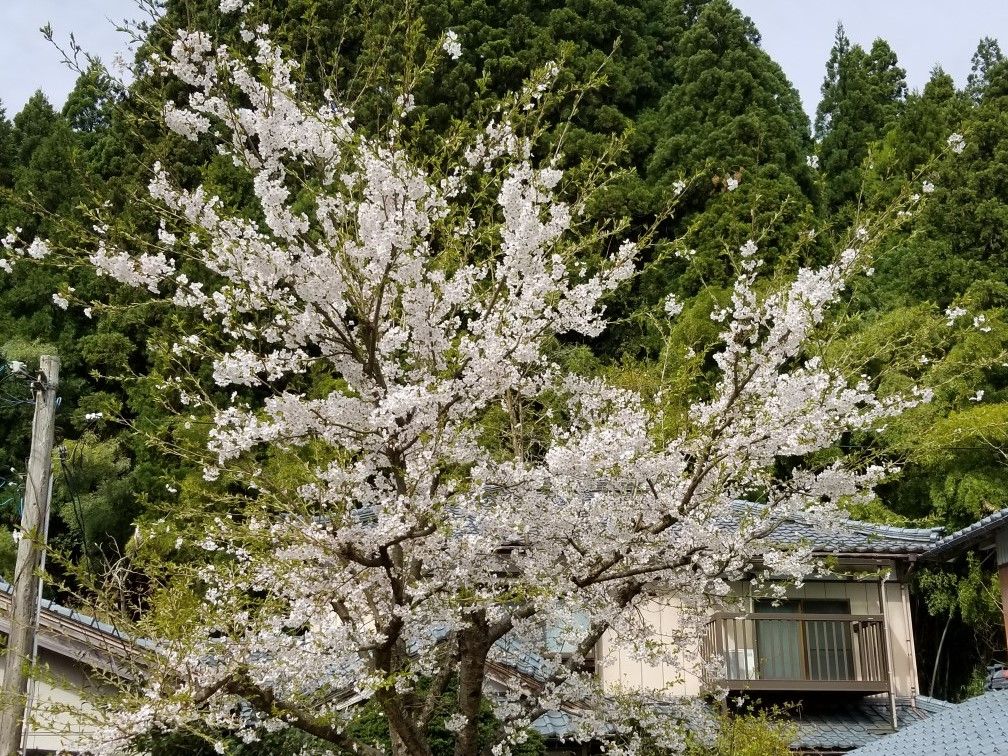 そろそろ終わり桜と見納めと…