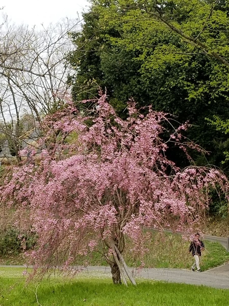 そろそろ終わり桜と見納めと…