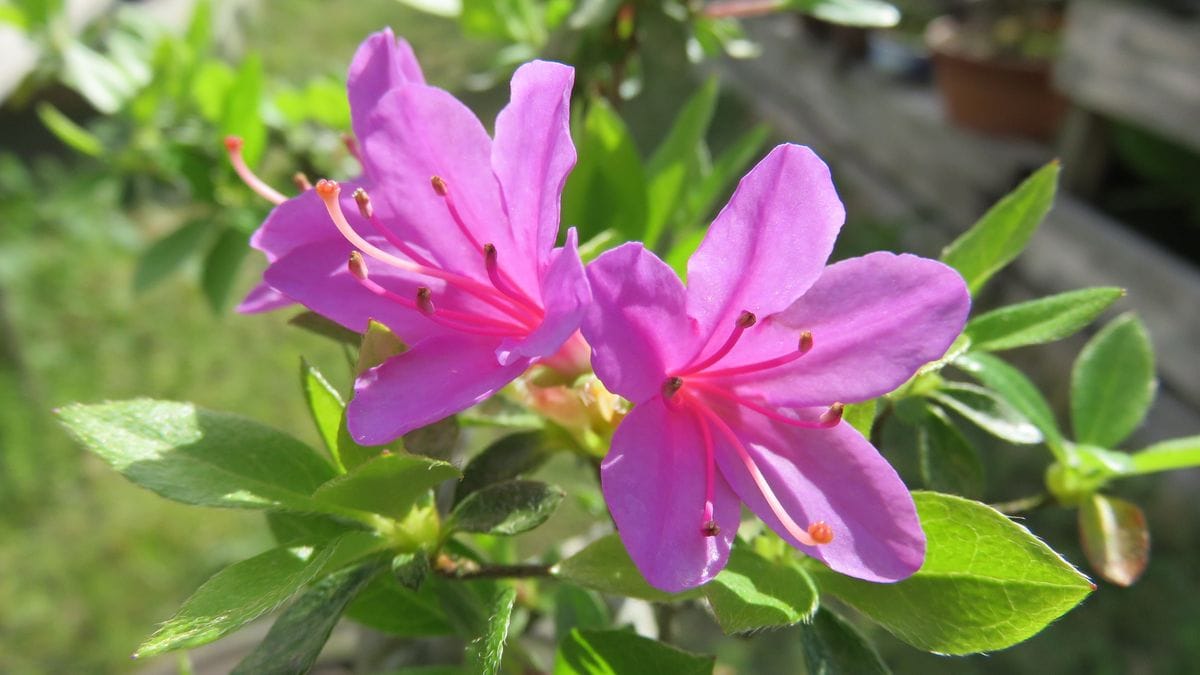 ツツジ開花2鉢目