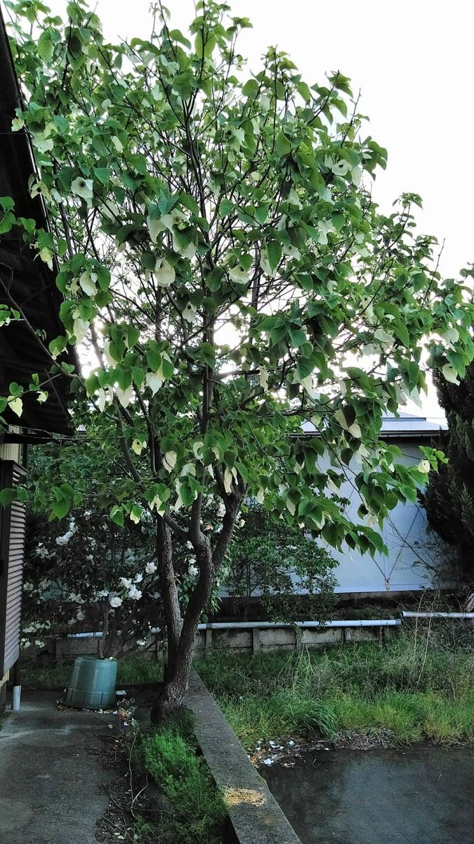 留守中の家は花盛り