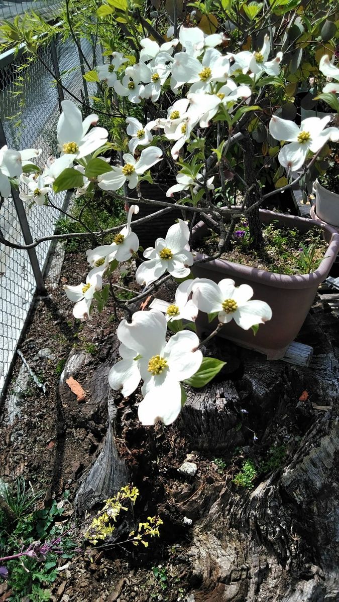 留守中の家は花盛り