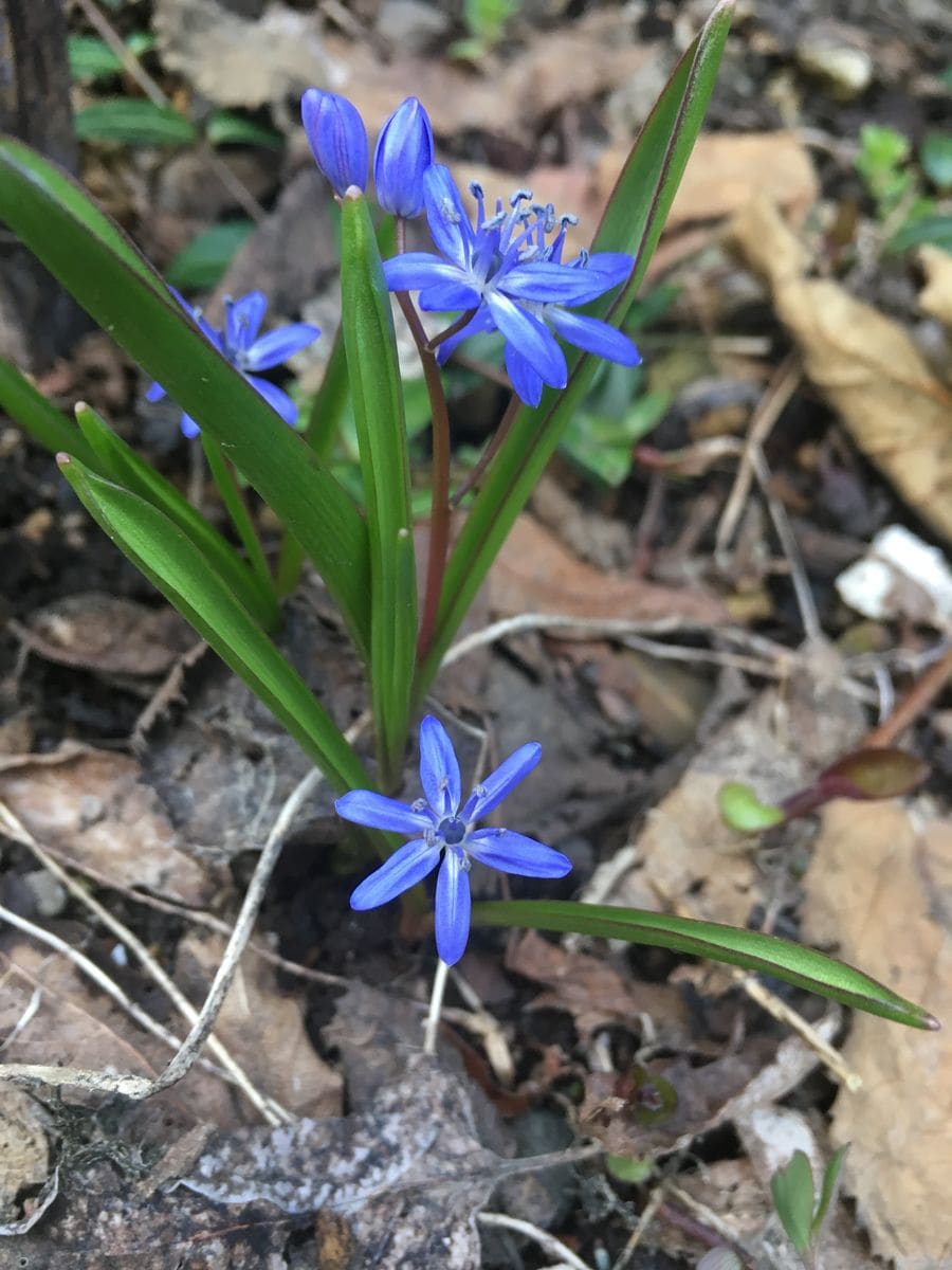 チオノドクサ(Chionodoxa sardensis)