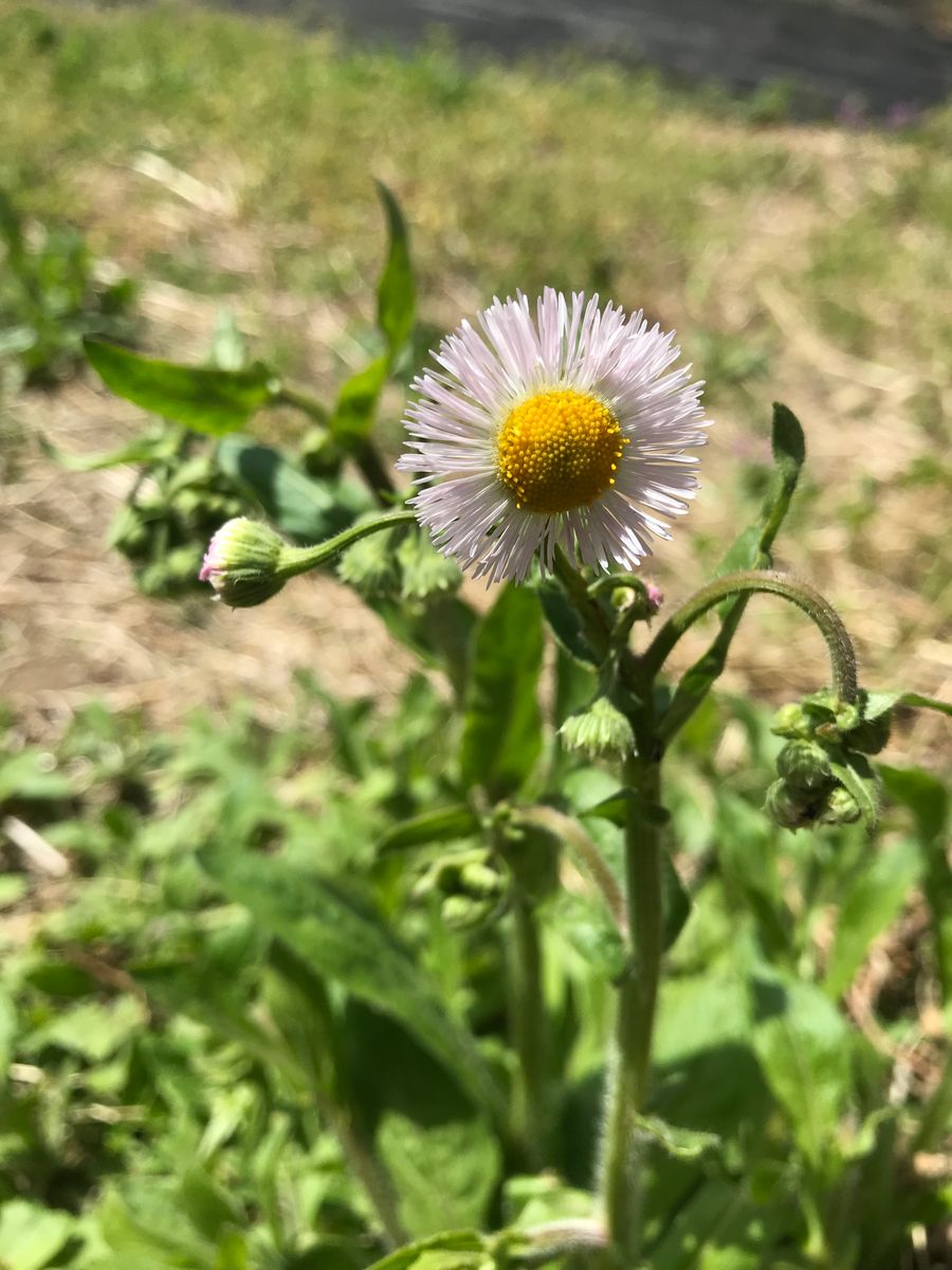 雑草たち