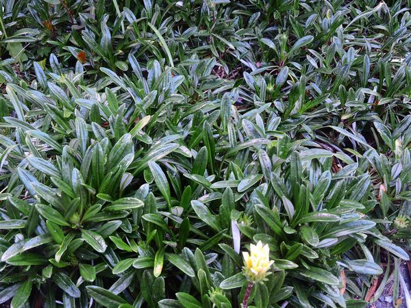 繁殖系の花